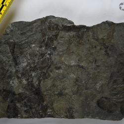 Eusthenopteron foordi