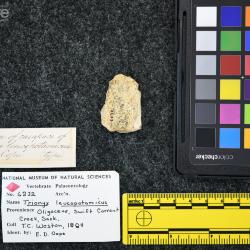 Trionyx leucopotamicus