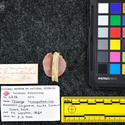 Trionyx leucopotamicus