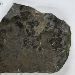 Eusthenopteron foordi