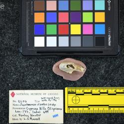 Daphoenictis tedfordi