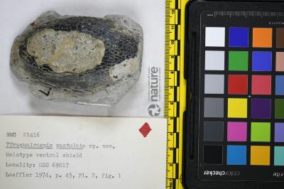 Traquairaspis Kiaer, 1932