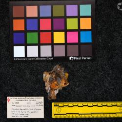 Hyracodon priscidens