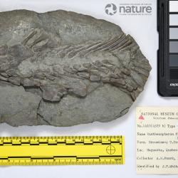 Eusthenopteron foordi