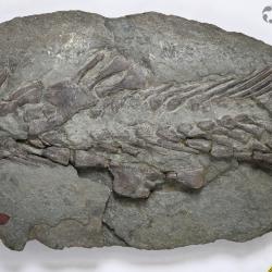 Eusthenopteron foordi