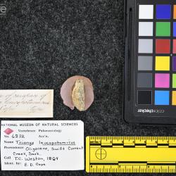 Trionyx leucopotamicus