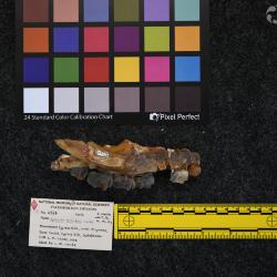 Hyracodon priscidens