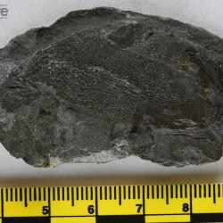 Eusthenopteron foordi