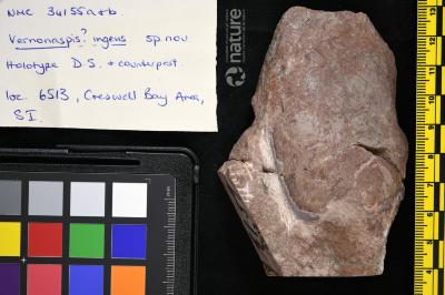 Vernonaspis Flower & Wayland-Smith, 1952