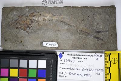 Aquilopiscis wilsoni