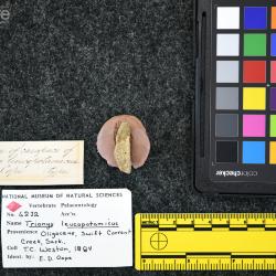 Trionyx leucopotamicus