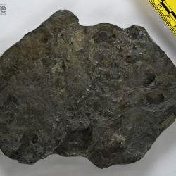 Eusthenopteron foordi