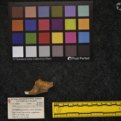 Hyracodon priscidens