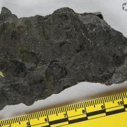 Eusthenopteron foordi