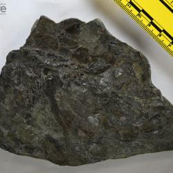 Eusthenopteron foordi