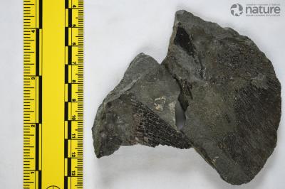 Eusthenopteron foordi