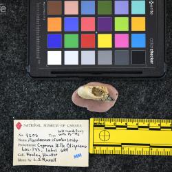 Daphoenictis tedfordi