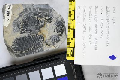 Natlaspis Dineley & Loeffler, 1976