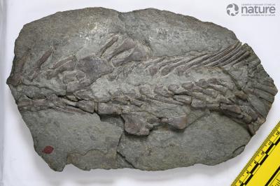 Eusthenopteron foordi