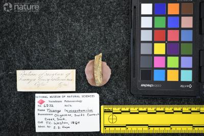 Trionyx leucopotamicus