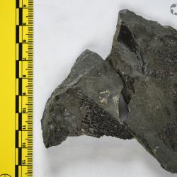 Eusthenopteron foordi