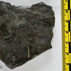 Eusthenopteron foordi