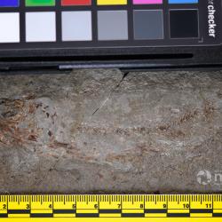 Aquilopiscis wilsoni