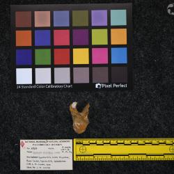 Hyracodon priscidens