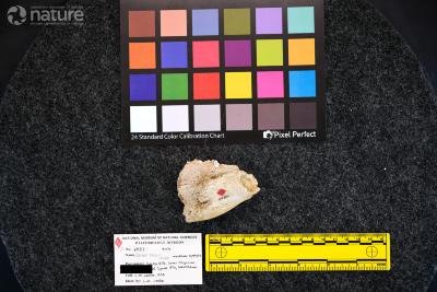 Rhinoceros occidentalis