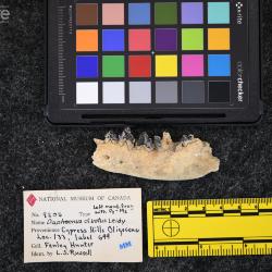 Daphoenictis tedfordi