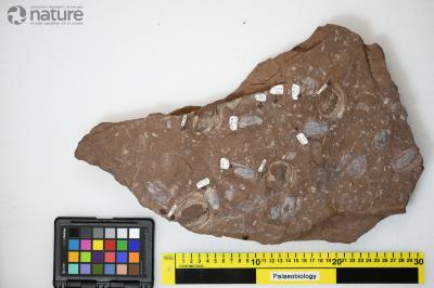 Ctenaspis Kiaer, 1930