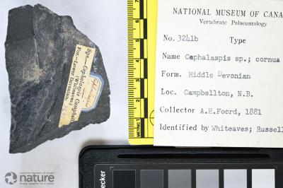 Cephalaspis campbelltonensis