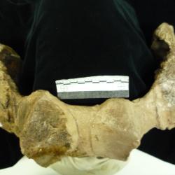 Stereocephalus tutus