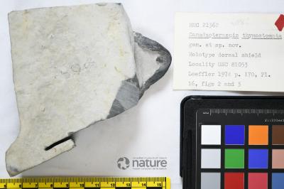 Canadapteraspis Dineley & Loeffler, 1976