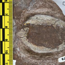 Ctenaspis Kiaer, 1930