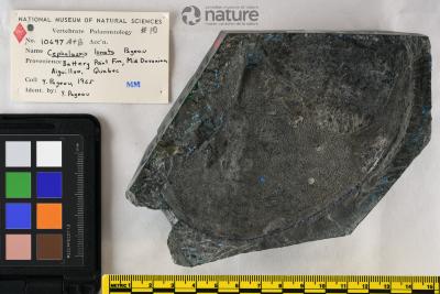 Cephalaspis Agassiz, 1835