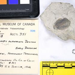 Anglaspis Jaekel, 1927