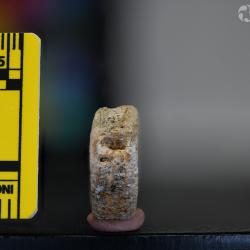 Ameiurus maconnellii