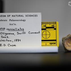 Ameiurus cancellatus