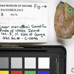 Ulutitaspis Elliott, 1984