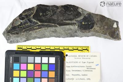 Eusthenopteron foordi