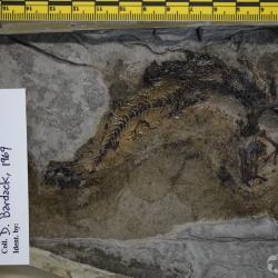 Avitosmerus canadensis