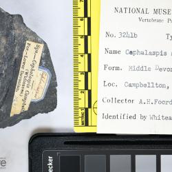 Cephalaspis campbelltonensis