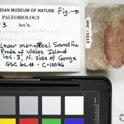 Ulutitaspis Elliott, 1984