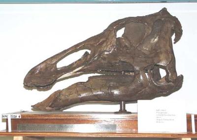 Thespesius saskatchewanensis