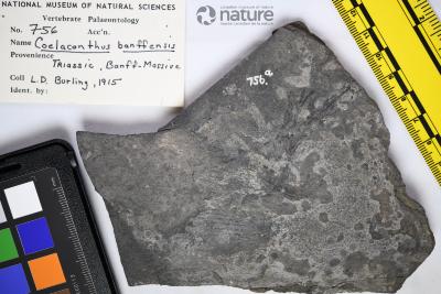 Coelacanthus banffensis