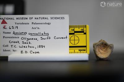 Ameiurus cancellatus