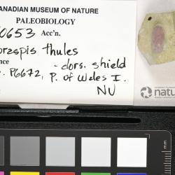 Poraspis Kiaer, 1930