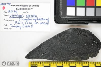 Lepidaspis Dineley & Loeffler, 1976