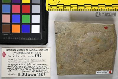 Ctenaspis Kiaer, 1930